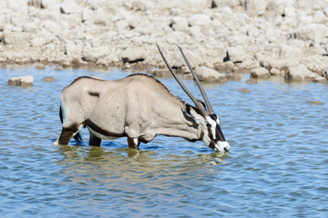 Wild oryx antelope in the African savannah