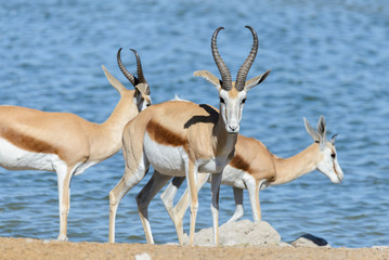 Naklejka na ściany i meble Wild springbok antelopes in the African savanna