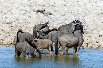 Fototapeta na wymiar Wild gnu antelope in in African national park