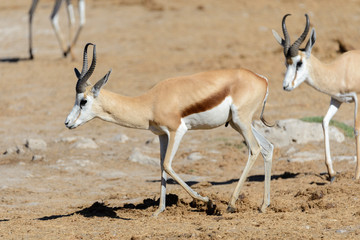 Wild springbok antelopes in the African savanna