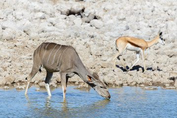 Fototapeta na wymiar Wild kudu antelopes in the African savanna