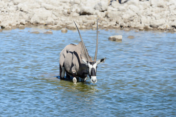 Wild oryx antelope in the African savannah
