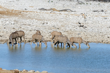 Wild kudu antelopes in the African savanna
