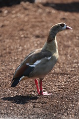 aves varias 