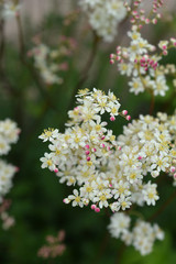 Fern-leaf dropwort