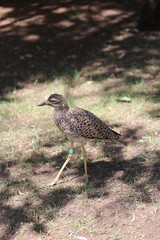 aves varias 