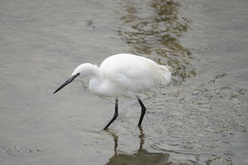 aigrette garzette