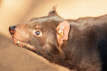 Australian Tasmanian Devil
