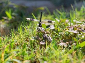Closeup detail of Band-winged Dragonlet dragonfly on blade of grass
