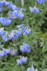 Balkan endemic blue flower