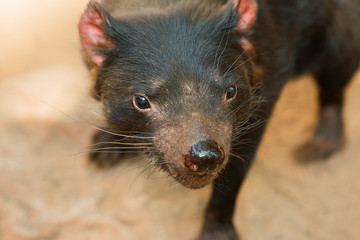 Australian Tasmanian Devil