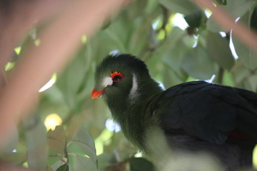 aves varias 