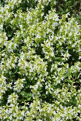 White Greek sage