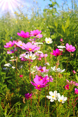 blumenwiese im sonnenschein