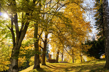 Naklejka premium In the deep forest, old large trees grew stately and towered to high heights. The shadow of tall trees falls from a distance. Sun rays fall through the branches. You can smell the pine needles