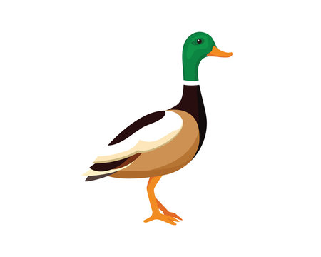 Standing Whistling Duck Illustration Vector