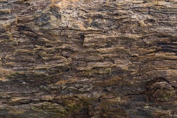 Bark of tree texture as a wooden background.