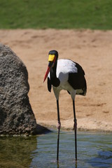 aves varias 