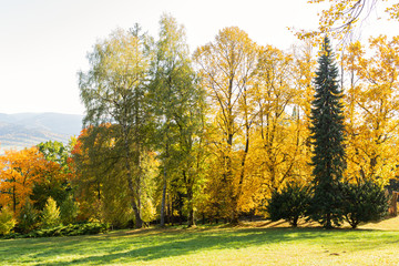 A blooming clearing in the middle of a forest full of colors. The hills are full of tall green grass, flowering shrubs and a low tree here and there. The falling shadow and the vastness of huge trees