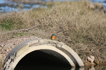 aves varias 