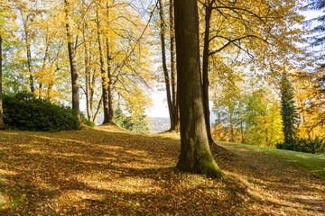 A blooming clearing in the middle of a forest full of colors. The hills are full of tall green grass, flowering shrubs and a low tree here and there. The falling shadow and the vastness of huge trees