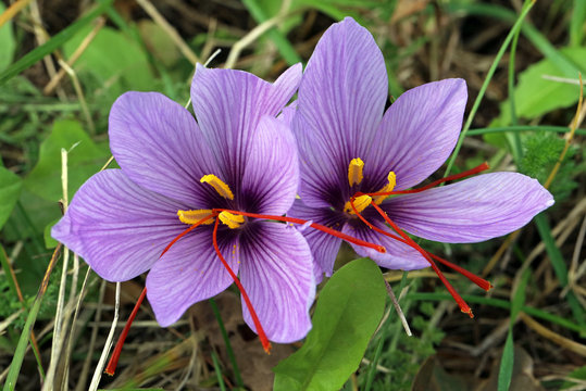 Safranbl&uuml;ten