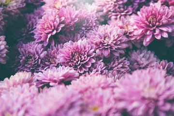 Chrysanthemum flowers  as a beautiful autumn background. Fall theme concept backdrop