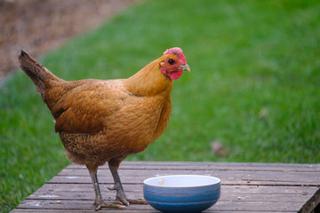 Adult English Chicken seen with her golden feathers standing on a wooden platform eating from a small bowl.