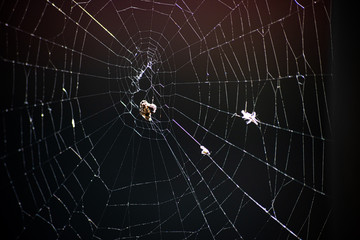 Abstract dark background with old spider web is close