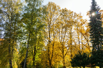 Naturally growing trees thrive in a community that hides many secrets. The magic of nature and deep peace in the forest. The vast forest is full of scents from the needles of tall trees.