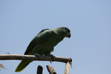aves varias 