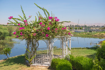 Steel pagoda in formal rural garden setting with flowering bougainvillea plant