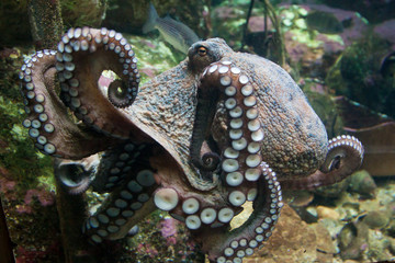 Pulpo