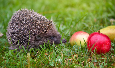 Hedgehog (Erinaceus Europaeus) on a green grass near apples