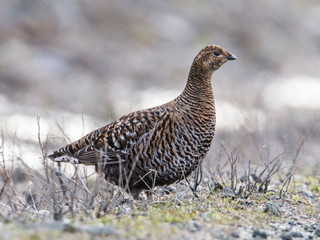 A beautiful female Black Grouse on a road side in Vuotunki, Kuusamo, Finland