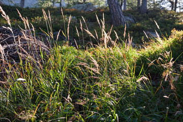 Tall grass on the edge of a mountain path, on a sunny autumn day.