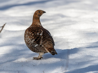 A beautiful female Black Grouse on the last spring snow, Vuotunki, Kuusamo, Finland