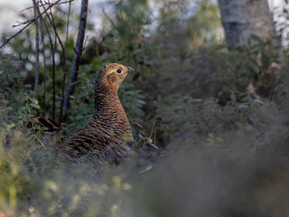 A beautiful female Black Grouse in an early morning light, Vuotunki, Kuusa,o, Finland