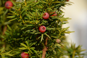 european yew close-up, taxus baccata or european yew shoots with mature and immature cones close-up view