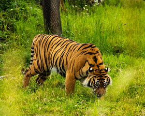 tiger in zoo