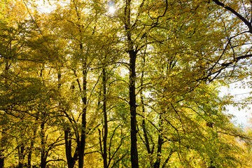 Naturally growing trees thrive in a community that hides many secrets. The magic of nature and deep peace in the forest. The vast forest is full of scents from the needles of tall trees.