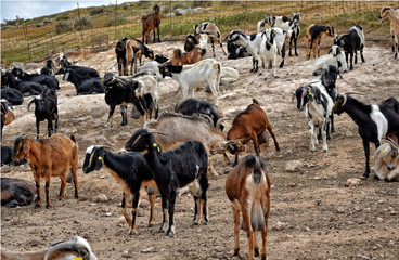  peaceful tame goat animals on a farm on Canary Island Fuertaventra