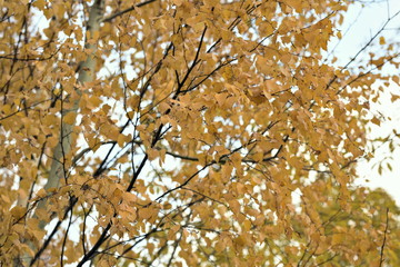 autumn landscape with yellow leaves on the trees
