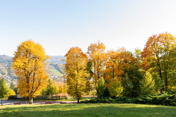Naklejka premium Beautiful autumn day in brightly colored forest full of leaves. The pleasant summer weather is ideal for walks in the countryside and mountain hikes. Inspired by beautiful nature and bright summer