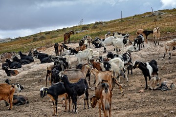  peaceful tame goat animals on a farm on Canary Island Fuertaventra