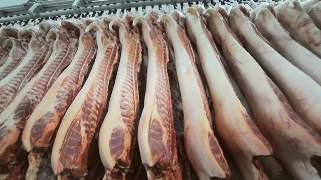 Carcasses of fresh pork hanging on hooks in the refrigerator. Slow panorama and camera movement. A large number of carcasses of pork in the enterprise