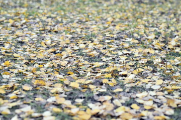 yellow leaves on lie in autumn
