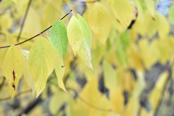 yellow leaf on a tree in autumn