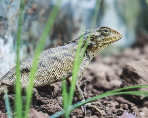 Garden Lizard