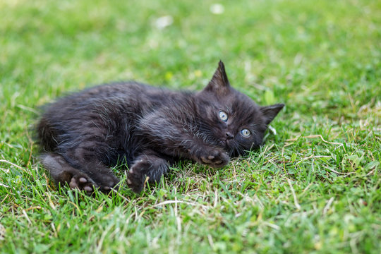 Playful black kitten lies in the grass. The concept of pets, care.
